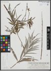 Foto von Salix viminalis L.